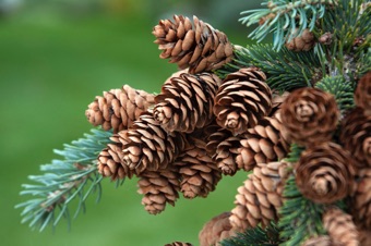 Picea glauca - female cones