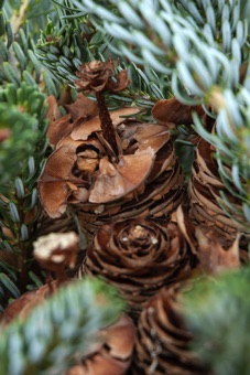 Abies koreana - mature female cone disarticulating with persistent, upright axis.