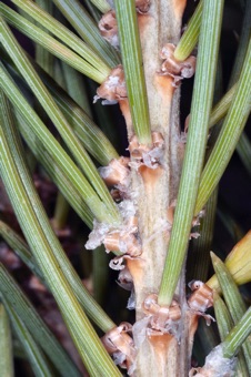 Pinus edulus - one of the pines that produces pine 'nuts'. each fascicle bundle arises from the axil of a scale like woody leaf, is surrounded by papery leaves, and the needles form a circle in cross section