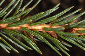 Picea - needles are (more or less) square and sharp at the apex