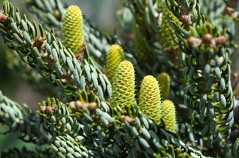 Abies koreana - ummature female cones