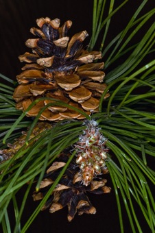 Pinus ponderosa - two older female cones with cluster of new year's male cones still maturing