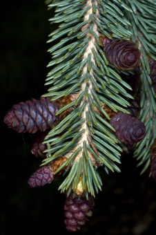 Picea glauca - young female cones