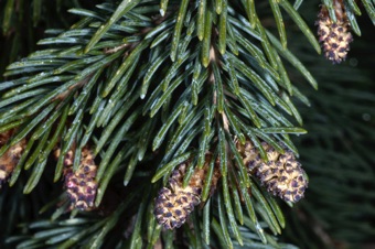 Picea glauca - male cones