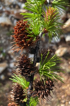 Larix - cones of various ages and individual needles in spring time growing from short shoots. bracts below cone scales are apparent.