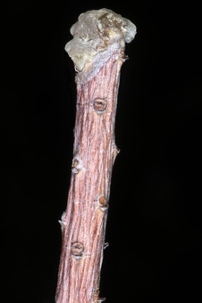 Pinus parviflora - japanese white pine branch grazed by deer, with hardened resin at the tip