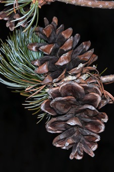 Pinus parviflora - Japanese white pine.  Two cones with some resin at base of some cone scales.  Pine cones take two years from pollination to mature their seeds