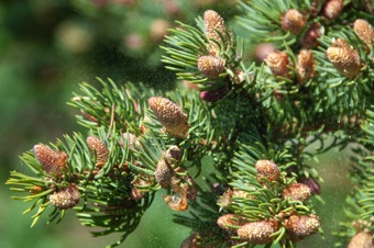 Picea - males cones shedding pollen in the wind