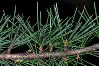 Cedrus deodar - Cedar needles are attached singley to short shoots.  Larix is similar