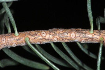 Abies concolor