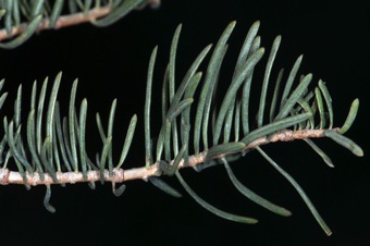 Abies concolor