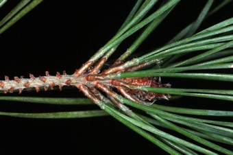 Pinus - a 2-needle pine with fasciles, and scale leaves apparent where fascicles have fallen off.
