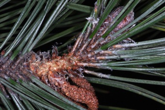 Pinus - a 2-needle pine (two needles per fascile) with male pine cones