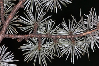 Cedrus atlantica - branch with needle bearing short shoots. I don't have a picture of cones (find some via google) --they behave similar to Abies