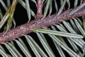 Pseudotsuga - needles are much like fir needles, are attached a little differently.