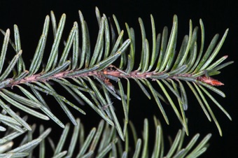 Pseudotsuga - branch and needles