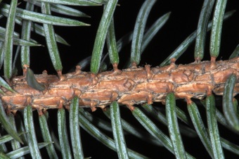 Picea glauca - stem with needles attached to pegs.