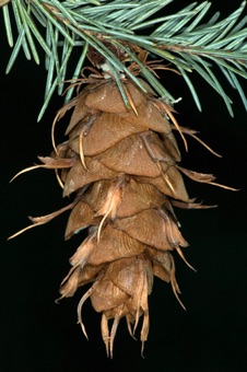 Pseudotsuga - female cone with obvious bracts below each cone scale (below meaning more proximal, toward the base of the plant)