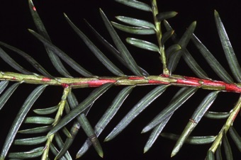 Taxus floridana - decurrent leaf bases and needles mostly 2-ranked in departure from stem