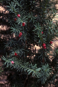 Taxus x media - a common hybrid cultivar