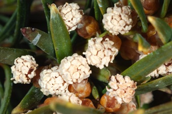 Taxus - Male cones