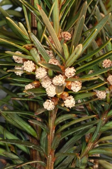 Taxus - Male cones