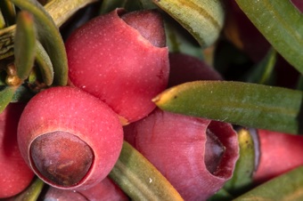 Taxus - arils around maturing seeds