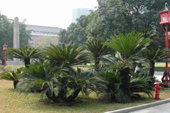 Dioon edule - China