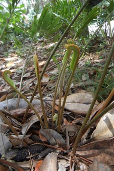 Zamia integrifolia - young leaves with circinate vernation, and a male cone on the ground in lower left.  Florida.