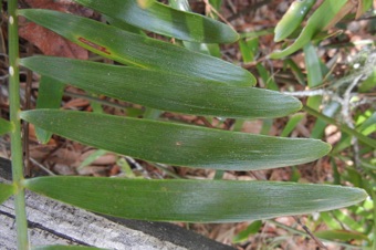 Zamia integrifolia - leaflets showing the several (7&ndash;23) co-equal veins running the length of each leaflet