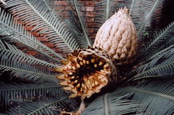 Dioon edule - Female cones
