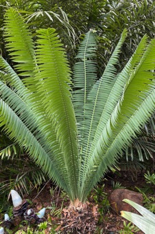 IMG_9912_Encephalartos_mod23