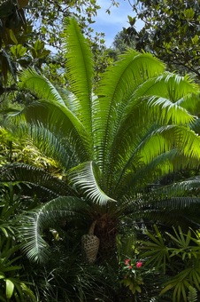 IMG_9922_Encephalartos_female_mod23