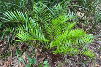 IMG_9925_Zamia_mod23