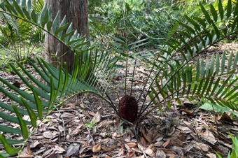 IMG_9975_zamia_mod23