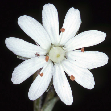 00316_Stellaria_pubera_mod