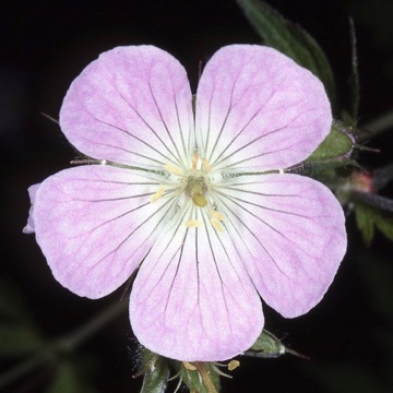 Actinomorphic flower [Geranium maculatum; Geraniaceae]