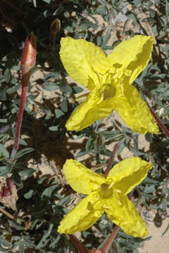 DSC_5378_onagraceae_mod