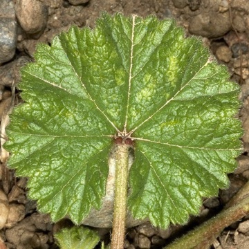 Simple leaf, palmate venation - Malva neglecta [Malvaceae]