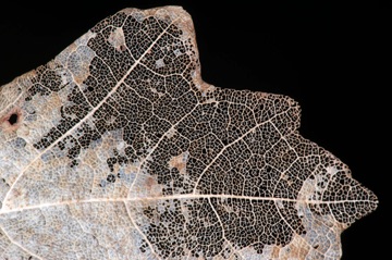 N17_7854_dicotVein