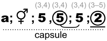 FF17_Convolvulaceae