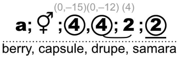 FF17_Oleaceae