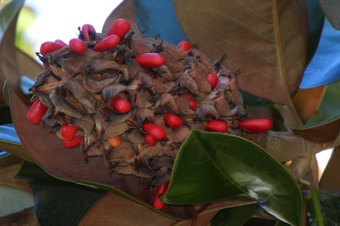 Magnolia fruits are aggregates of follicles.