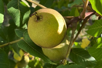 Pseudodrupe - Walnuts have a fleshy covering derived from bracts covering a hard shelled pericarp. The fruit is the pericarp (nut). The fleshy cover is not pericarp.