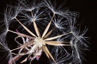 Cypsela - this is the term for the specialized achenes found in the sunflower family [Asteraceae