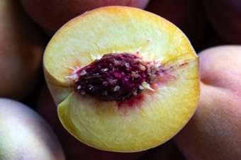 Peaches are drupes with a fuzzy exocarp, juicy mesocarp, and hard, stoney endocarp [Rosaceae].