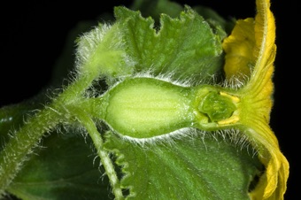 Inferior ovary - the ovary is located below the receptacle or point of attachment of the rest of the floral whorls [pumpkin; Cucurbitaceae]