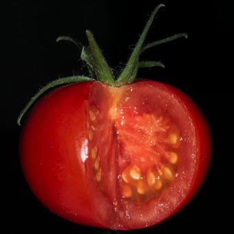 Simple fruits are derived from single ovaries from a single flower. [Solanum; Solanaceae]