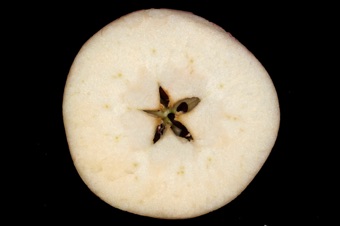 Apples are from inferior ovaries; most of the tissue we eat of an apple is derived from the stem in which the ovary is imbedded--accessory tissue.