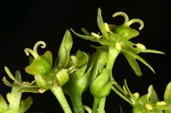 True fruits are mature, ripe ovaries that usually contain seeds. Maple samaras are true fruits that mature from the superior ovaries shown here at the pollination stage.
